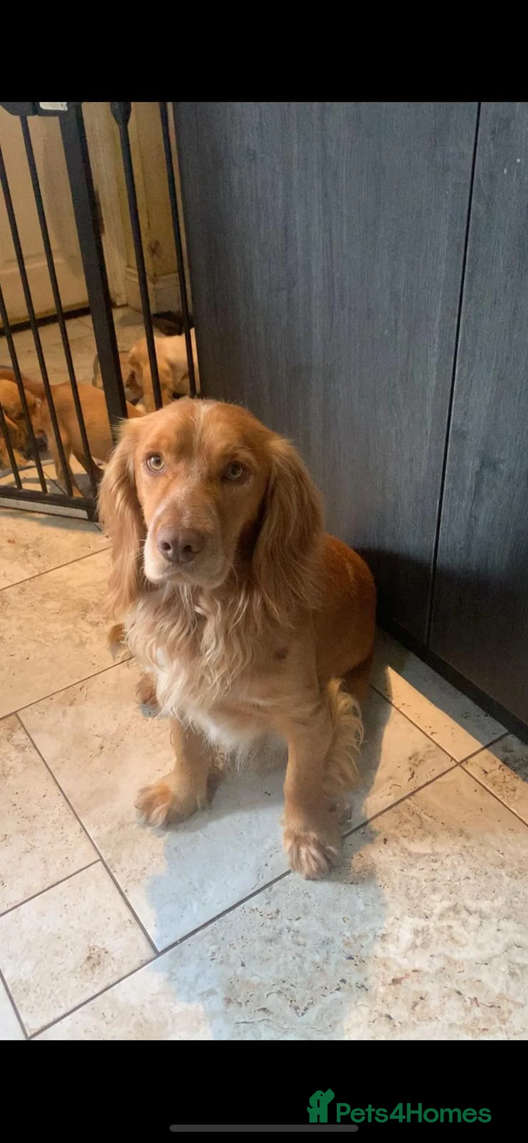 Cocker Spaniel dogs for sale: Cocker Spaniel pups in Omagh - Advert 23