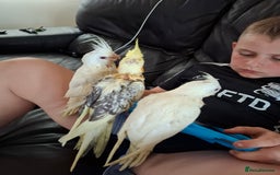 Cockatiels birds for sale: Hand reared cockatiels  - Image 7