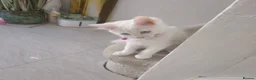 Ragdoll cats for sale: 3 Cute Ragdoll kittens - Advert 35
