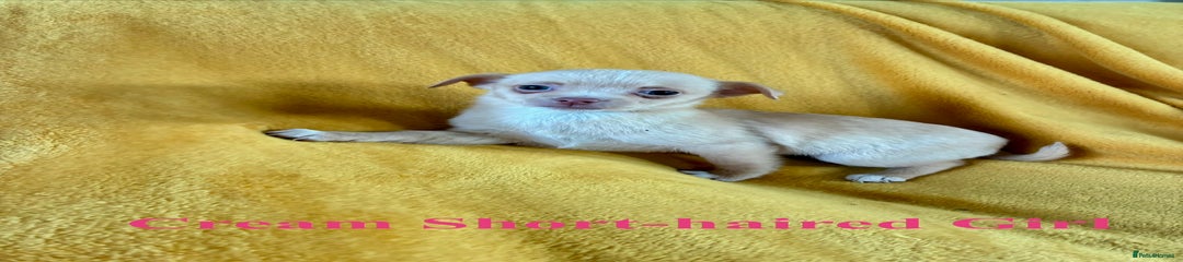 Cream Short haired Girl