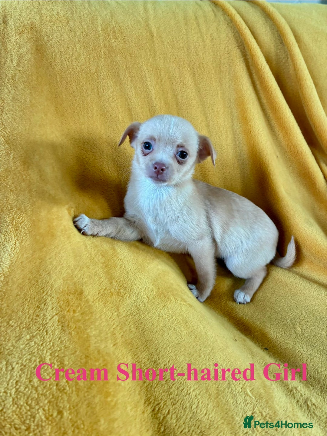 Chihuahua dogs for sale: Beautiful Chihuahua Puppies For Sale - Advert 17