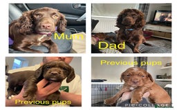 Cocker Spaniel dogs for sale: WAITING LIST - KC DNA CLEAR PUPS DUE 12/12/25 - Advert 3
