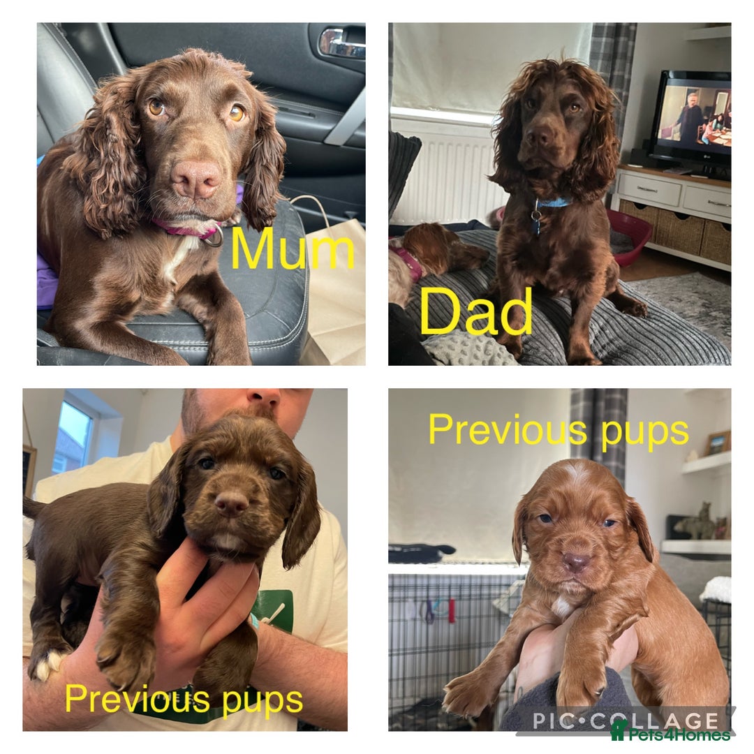 Cocker Spaniel dogs for sale: WAITING LIST - KC DNA CLEAR PUPS DUE 12/12/25 - Advert 3
