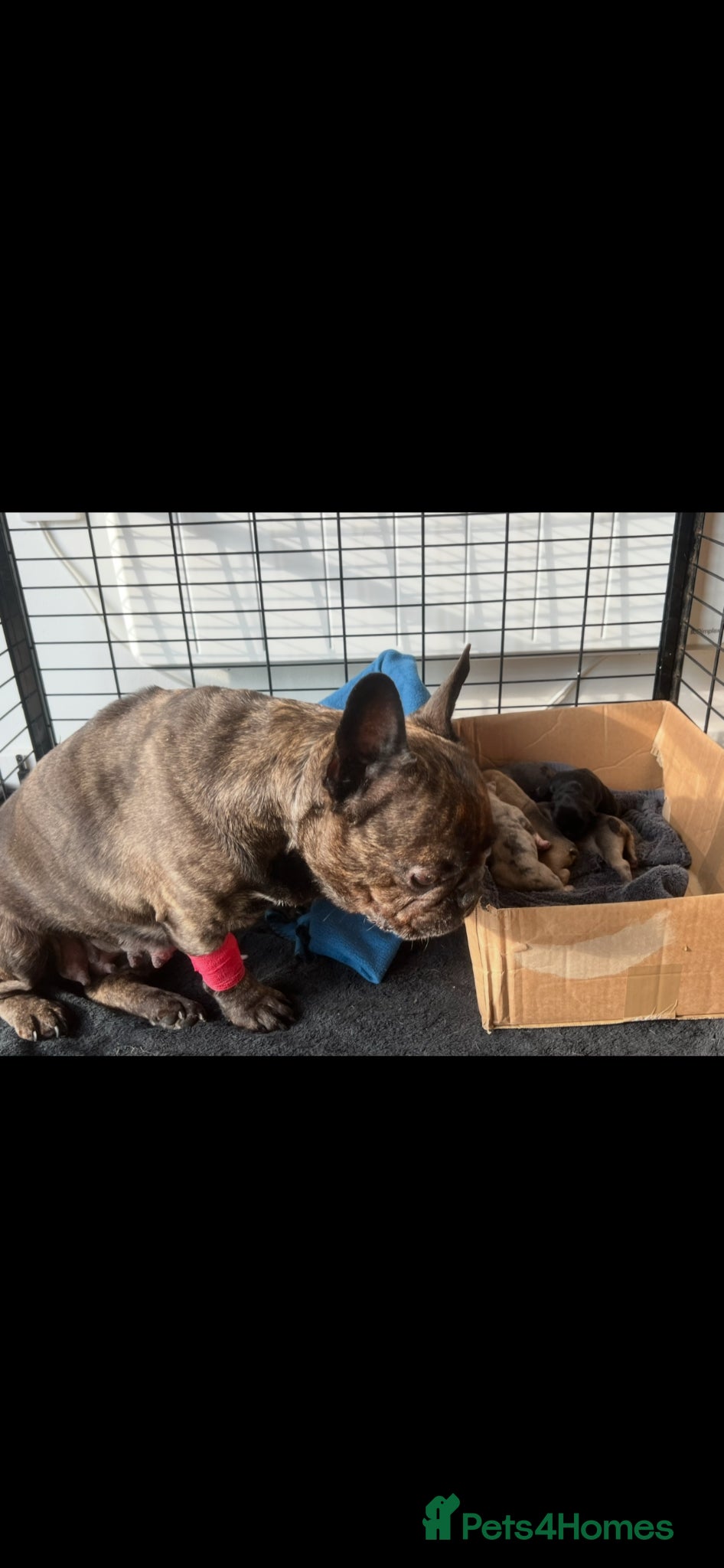 French Bulldog dogs for sale: French bulldog puppys  - Advert 23