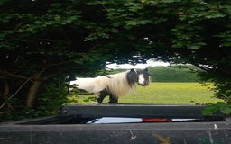 Other Breed horses for sale: lovely little mare  - Image 1