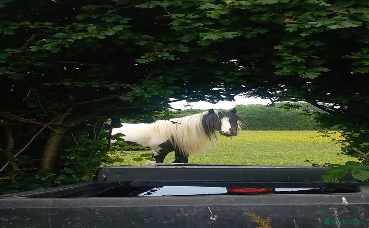 Other Breed horses - Advert 2