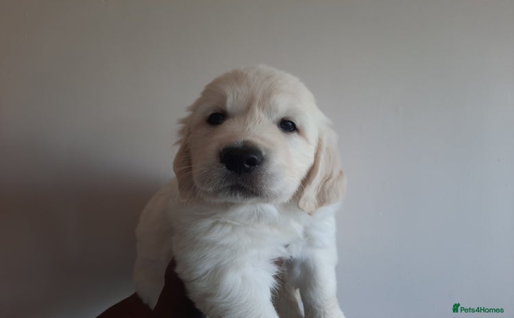 Golden Retriever dogs - Advert 1