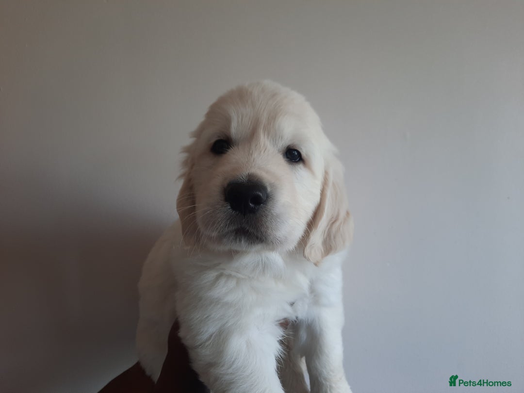 Golden Retriever dogs for sale: Gorgeous KC registered Golden Retriever puppies - Image 1