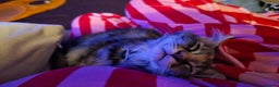 Maine Coon cats for sale: 5 beautiful maine coon ready to go - Advert 24