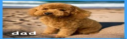 Maltipoo dogs for sale: Stunning maltipoo puppies - Advert 3