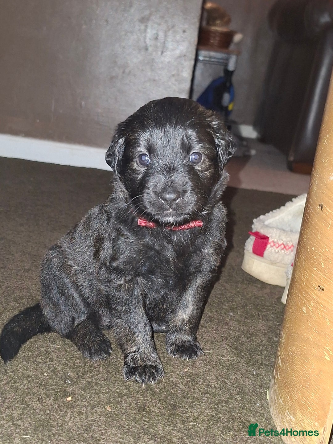 Mixed Breed dogs for sale: Puppies - Advert 4