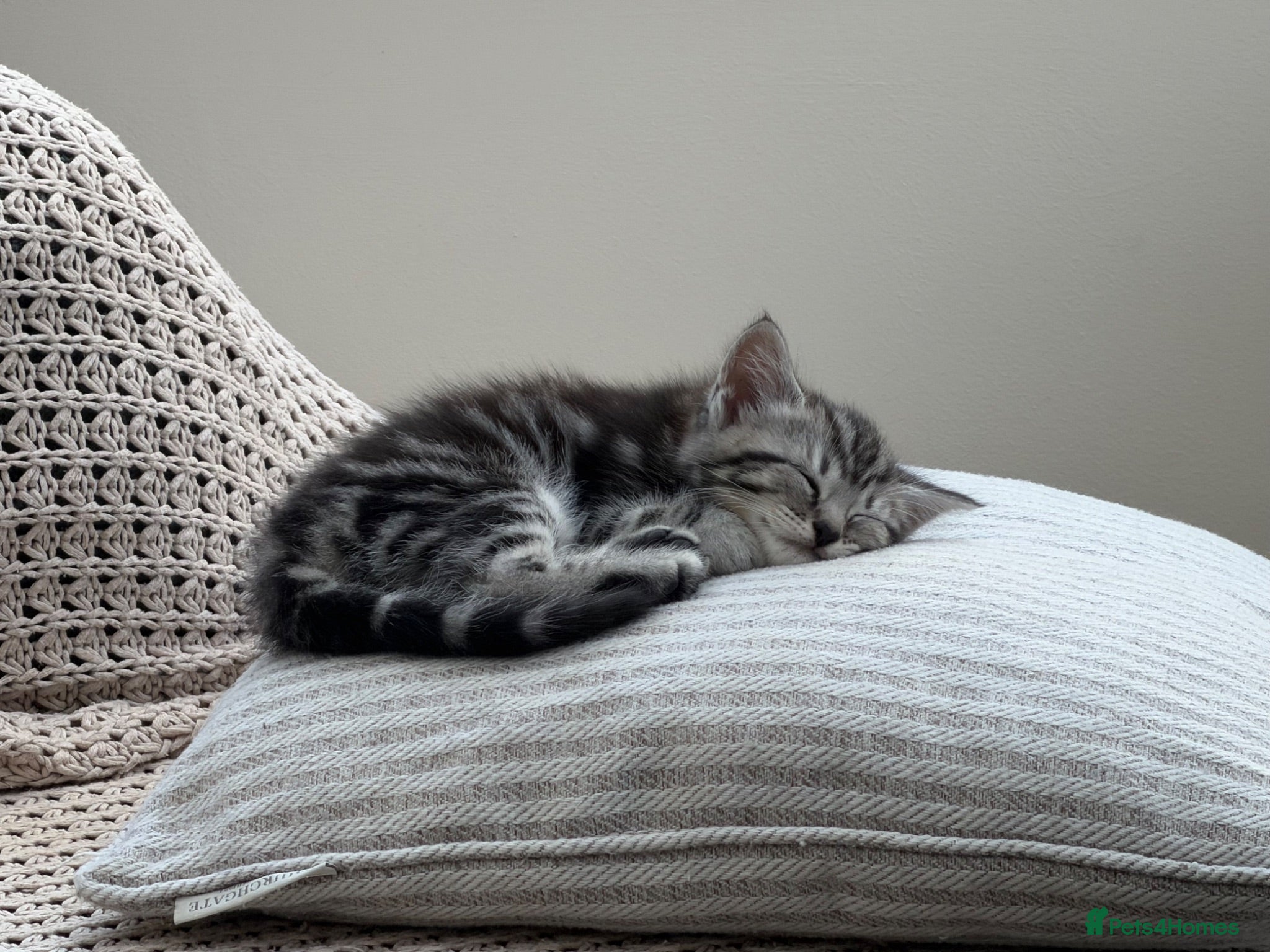 Mixed Breed cats Gorgeous Silver Tabby & Smokey Grey Kittens - Advert 12