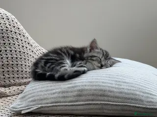 Mixed Breed cats Gorgeous Silver Tabby & Smokey Grey Kittens - Advert 4