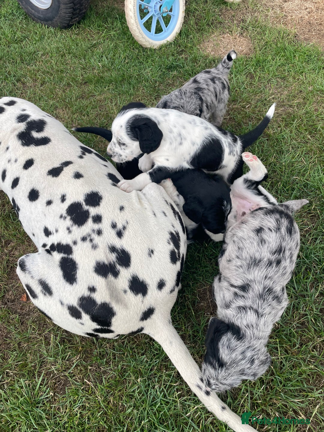 Mixed Breed dogs for sale: Rare Dalmadoodle puppies 🐶 🩷  - Image 24