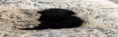 Cockapoo 1