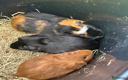Guinea Pig rodents for sale: Three boars for new homes 🏠  - Image 2