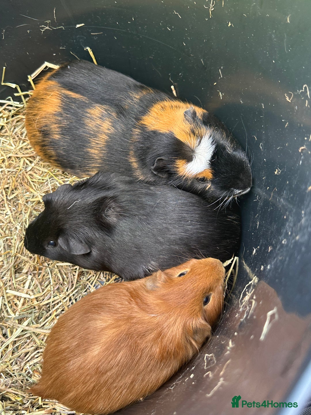 Guinea Pig rodents for sale: Three boars for new homes 🏠  - Image 2
