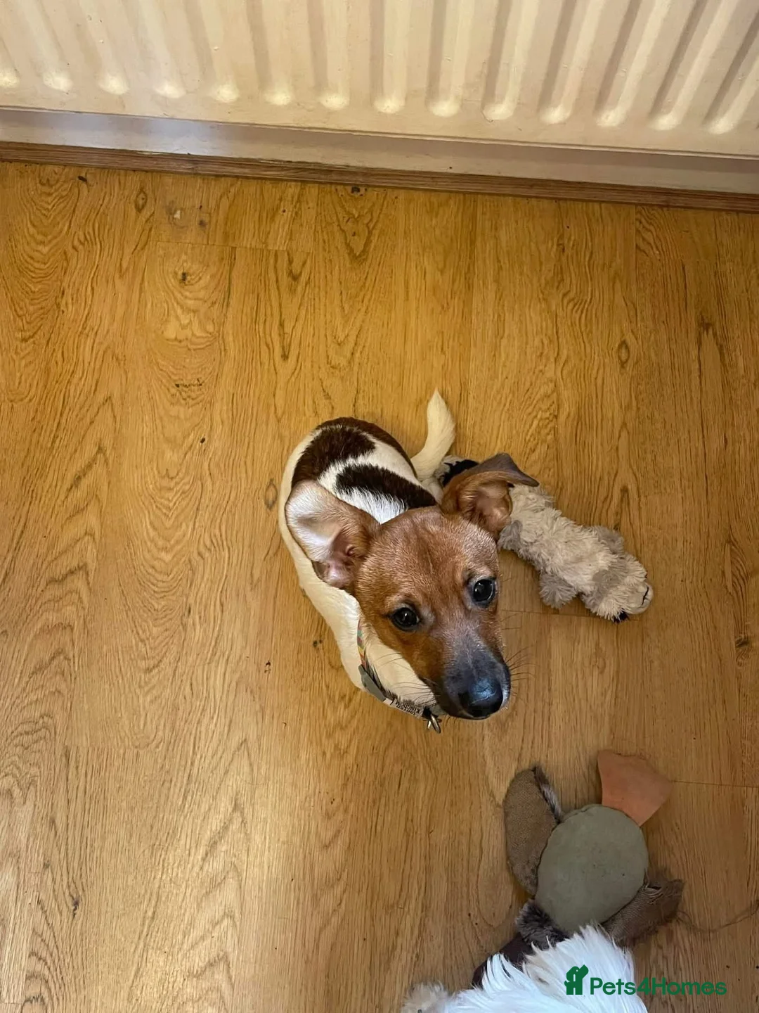 Jack Russell dogs for adoption: Spice - Hingham norfolk - Advert 7
