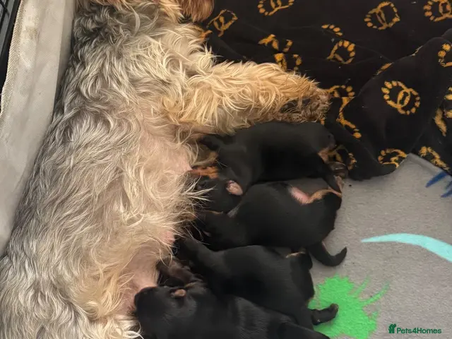 Yorkshire Terrier dogs for sale: ## Beautiful Yorkshire terrier 1 girl left ## - Advert 6