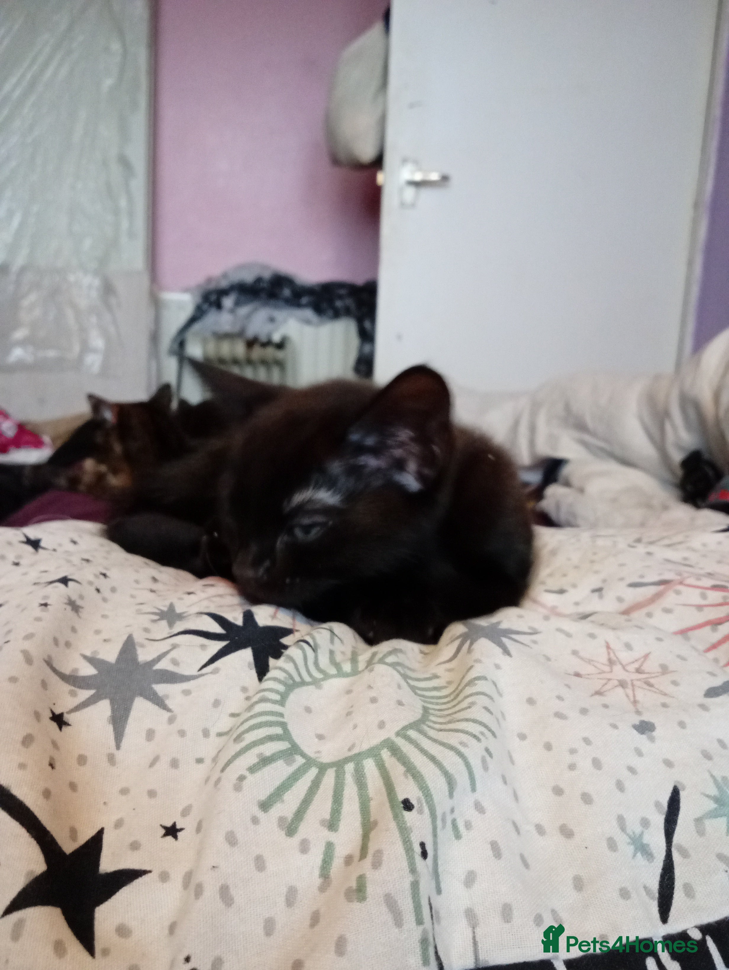 Mixed Breed cats Beautiful black kittens available  - Advert 1