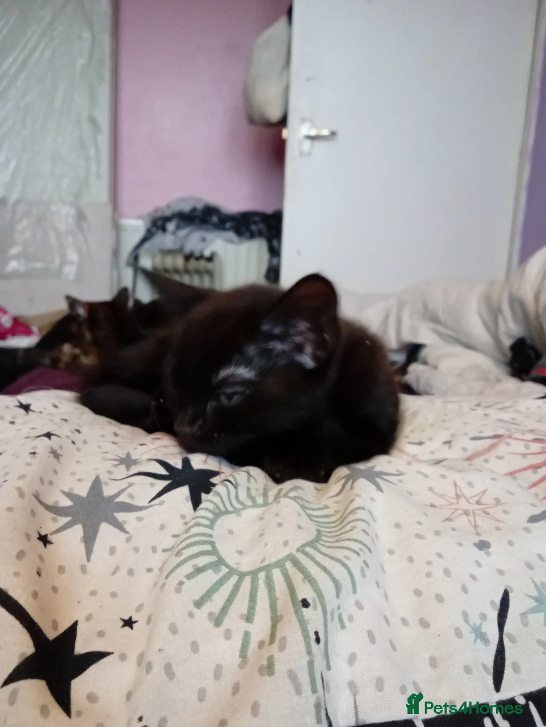 Mixed Breed cats for sale: Beautiful black kittens available  - Advert 1