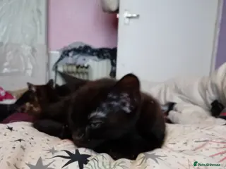 Mixed Breed cats Beautiful black kittens available - Advert 1