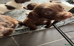 Sprocker dogs for sale: Sprockers  - Advert 4