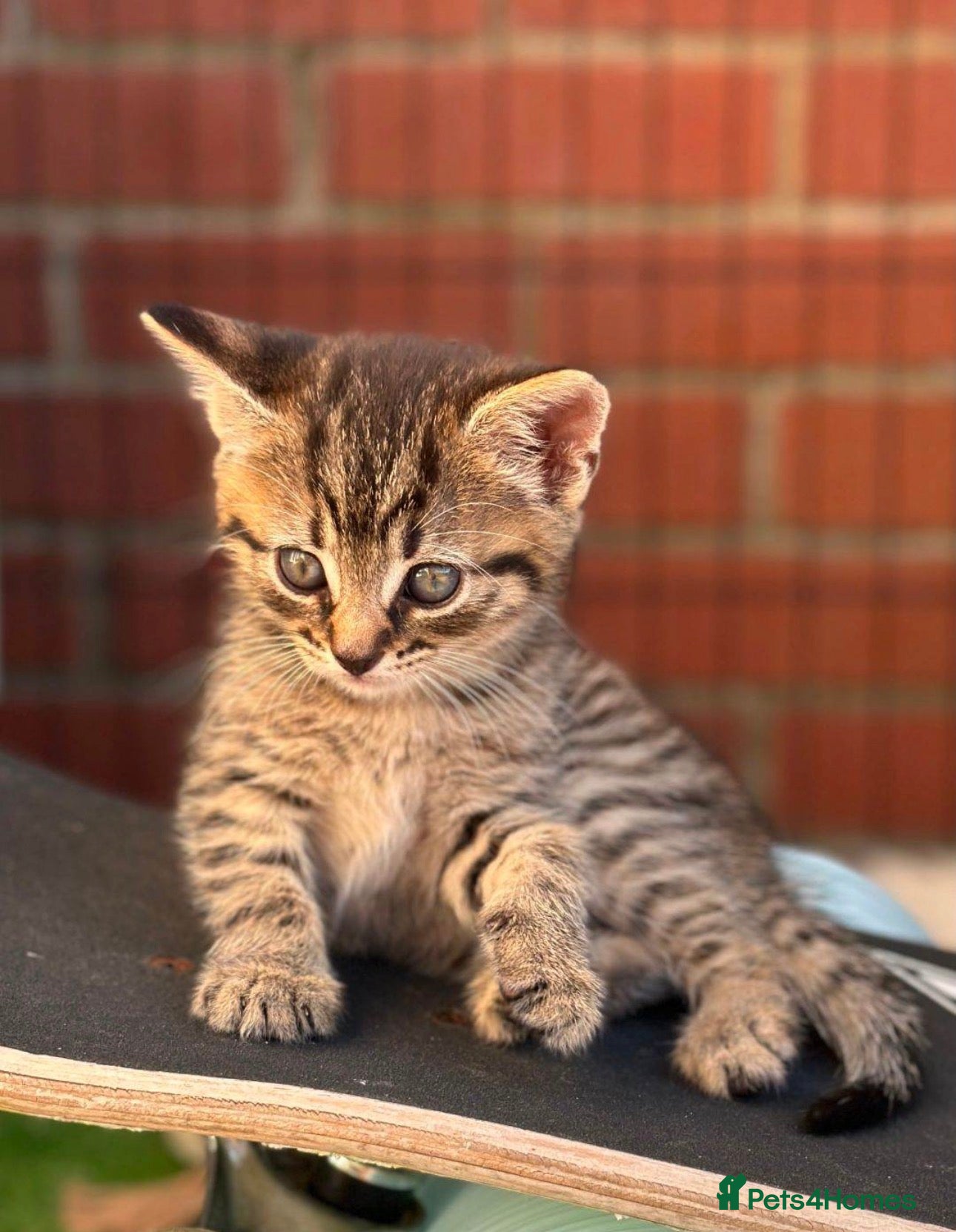 Mixed Breed cats Beautiful Calico female kitten - READY TO LEAVE! - Advert 3