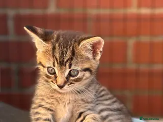 Mixed Breed cats Beautiful Calico female kitten - READY TO LEAVE! - Advert 3