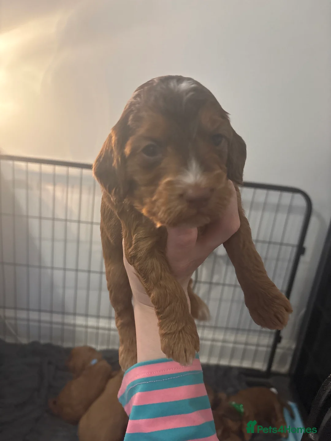 Cockapoo dogs for sale: 8 beautiful cockapoo puppies  - Advert 22
