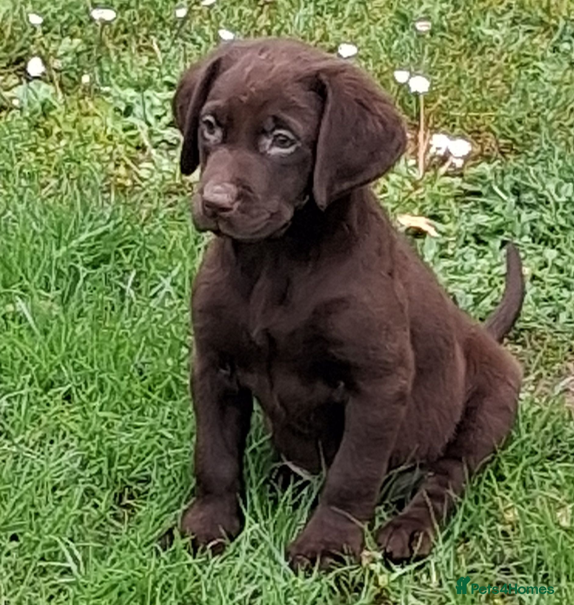Labrador Retriever dogs for sale: Fantastic labrador pups  - Advert 1
