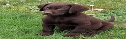 Labrador Retriever dogs for sale: Fantastic labrador pups  - Advert 1