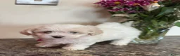Maltese dogs for sale: Maltese puppies ready now - Advert 8