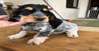 Cocker Spaniel dogs - Advert 1
