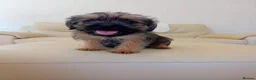Border Terrier dogs for sale: Beautiful Border Terrier Puppies  - Advert 6