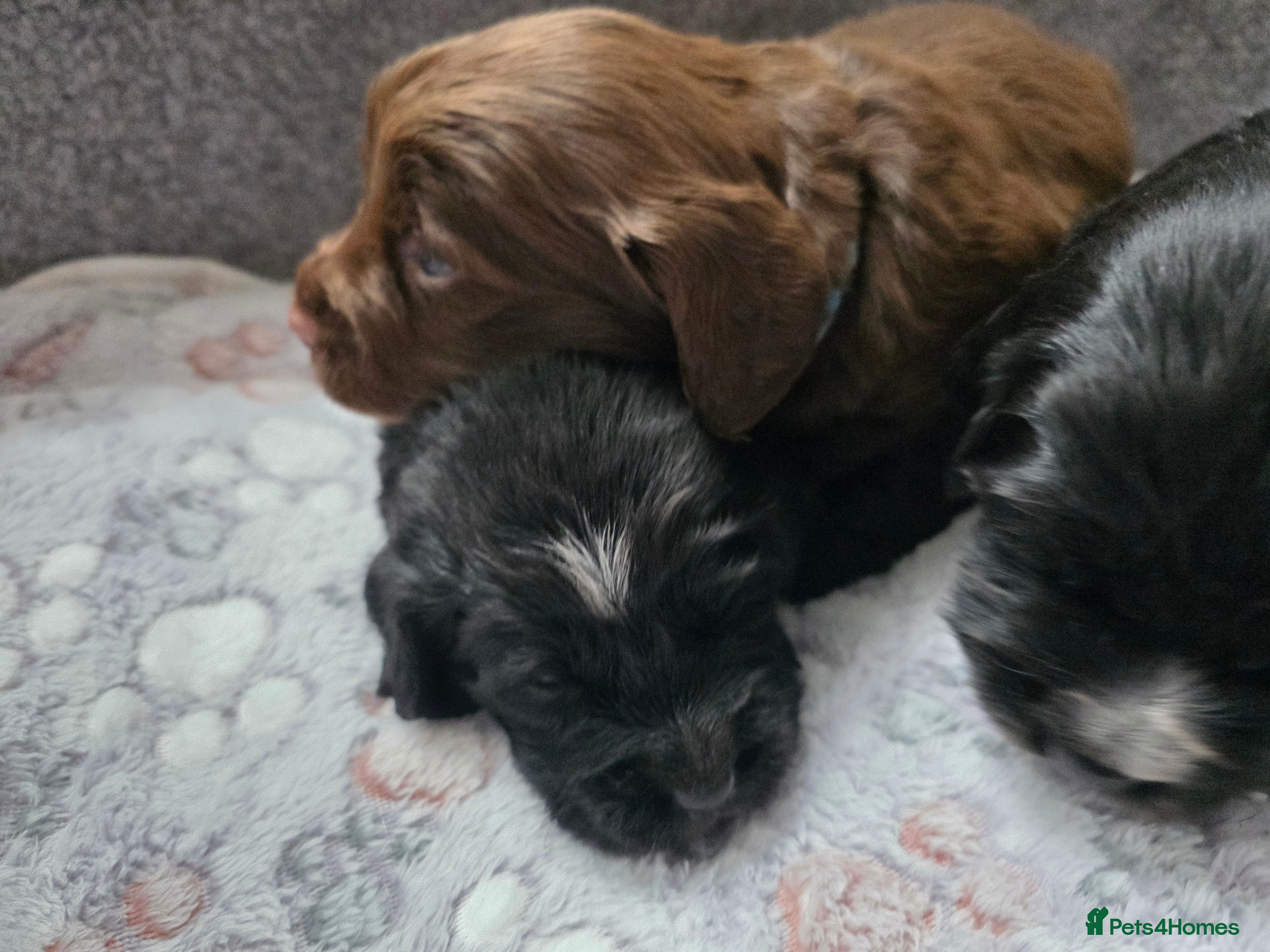 Cocker Spaniel dogs beautiful working cocker spaniel puppies - Advert 15