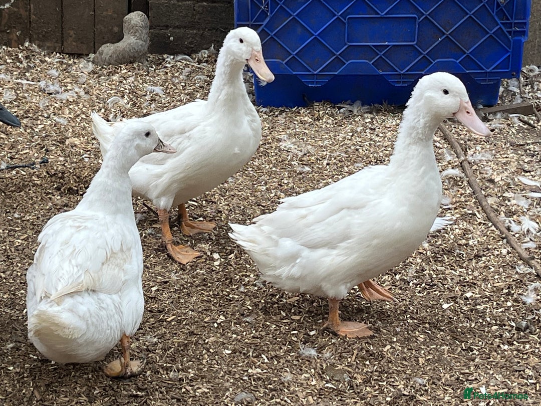 Ducks poultry for sale: Free range ducks for sale  - Image 2