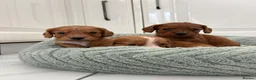Cocker Spaniel dogs for sale: Cocker spaniel puppies in Doncaster - Advert 17