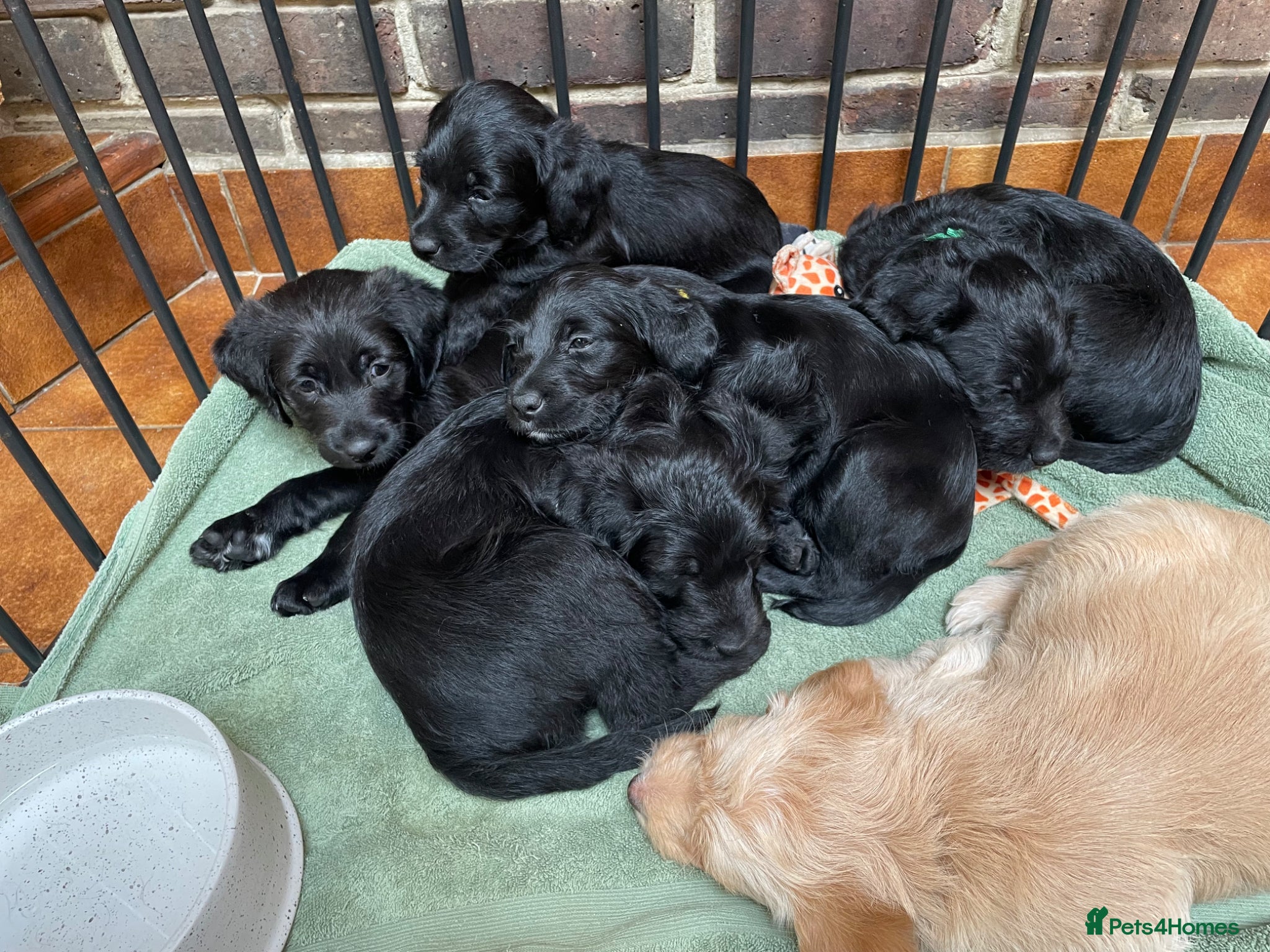 Labradoodle dogs Stunning Multigen F4a Labradoodle Puppies. - Advert 1