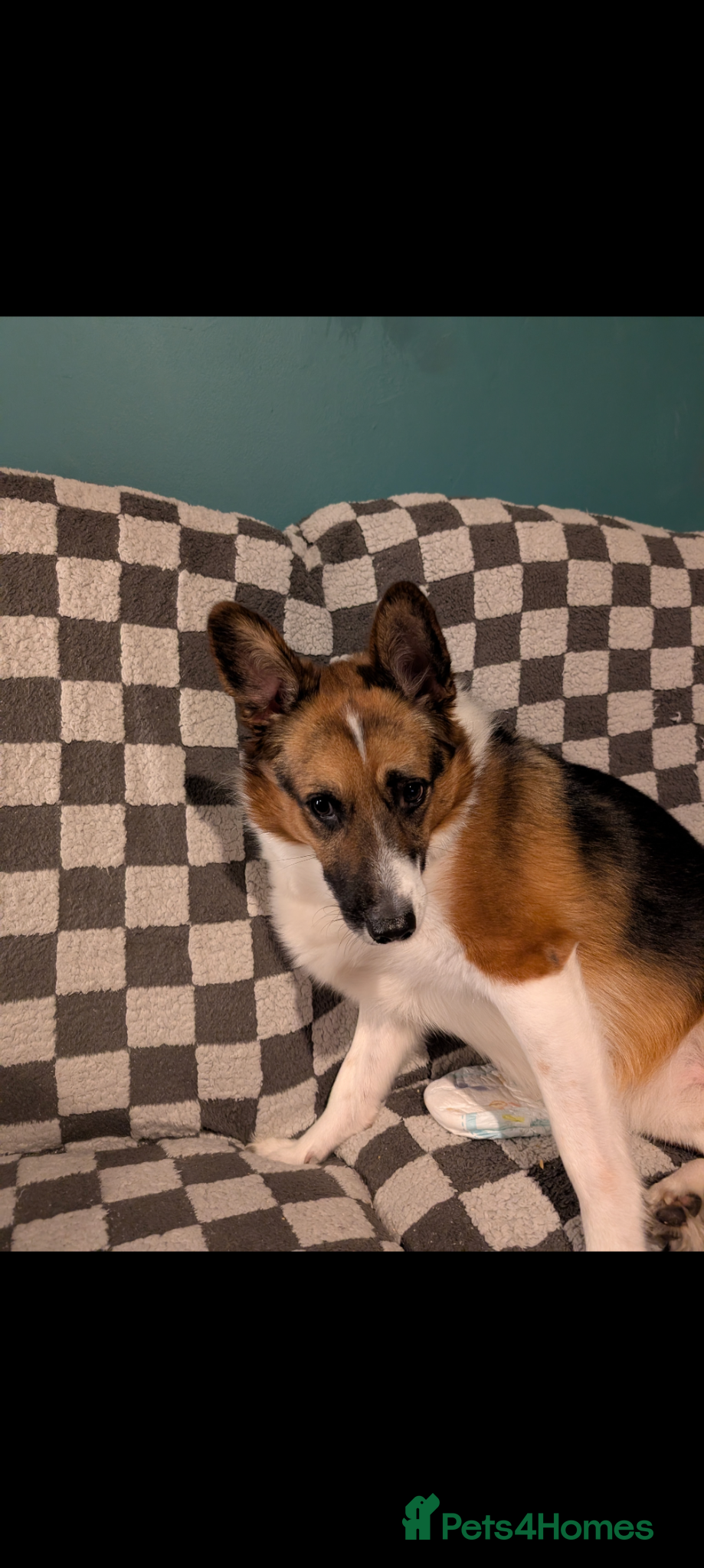 Mixed Breed dogs for sale: Roxanne (Roxie) in Stockport - Advert 2