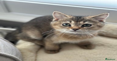 British Shorthair cats - Advert 14