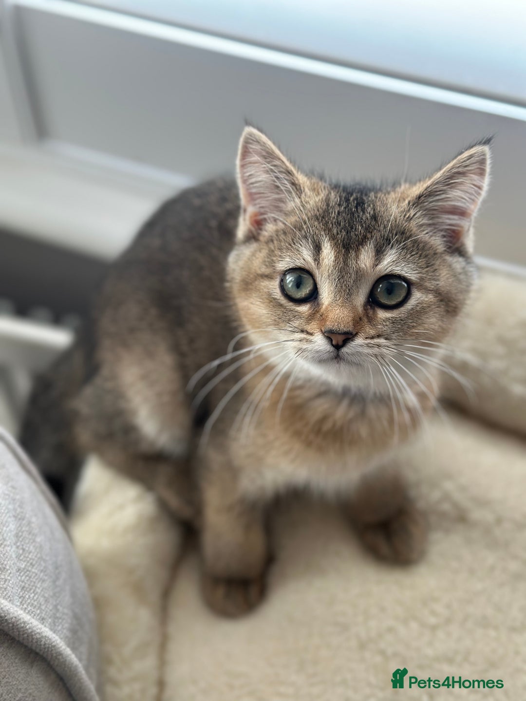 British Shorthair cats for sale: ‼️Ready now, last kitten left TICA registered  - Image 3