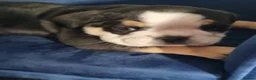 Old Tyme Bulldog dogs for sale: Old tyme bulldog puppies  in Corby - Advert 2