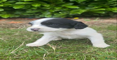 English Springer Spaniel dogs - Advert 4