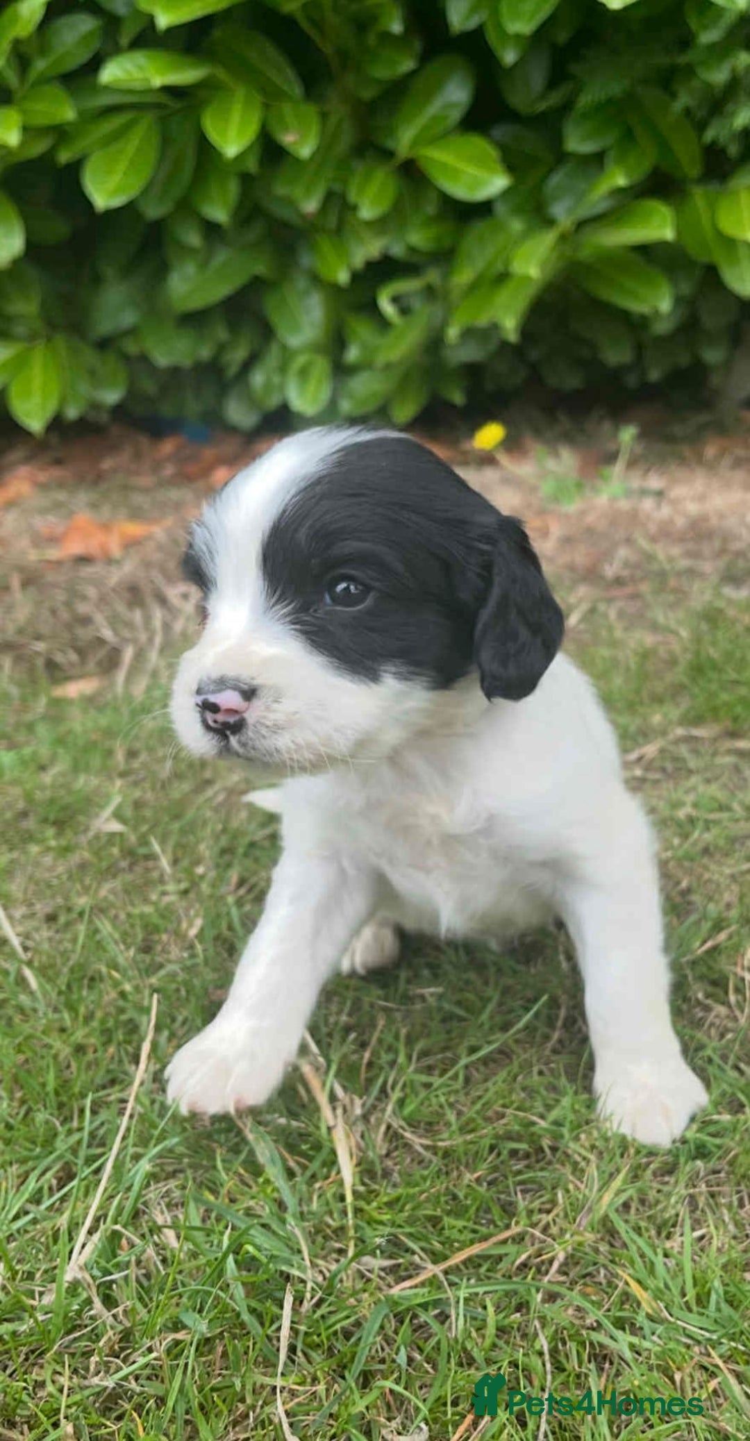 English Springer Spaniel dogs for sale: Beautiful litter of Springer spaniel puppies - Image 3