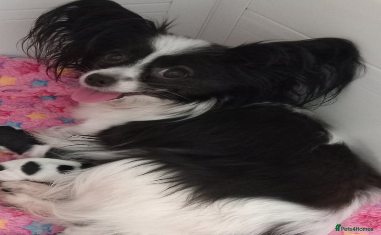 Papillon dogs 2 beautifulexamples of this beautiful breed - Advert 1