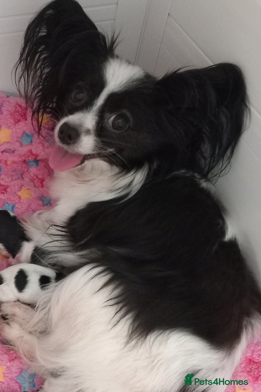 Papillon dogs for sale: Gorgeous Female Example of this Beautiful Breed - Advert 7
