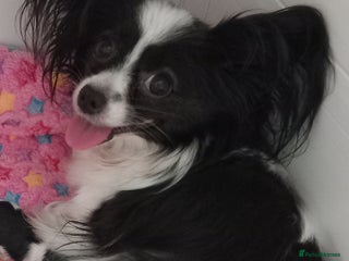 Papillon dogs 2 beautifulexamples of this beautiful breed - Advert 2