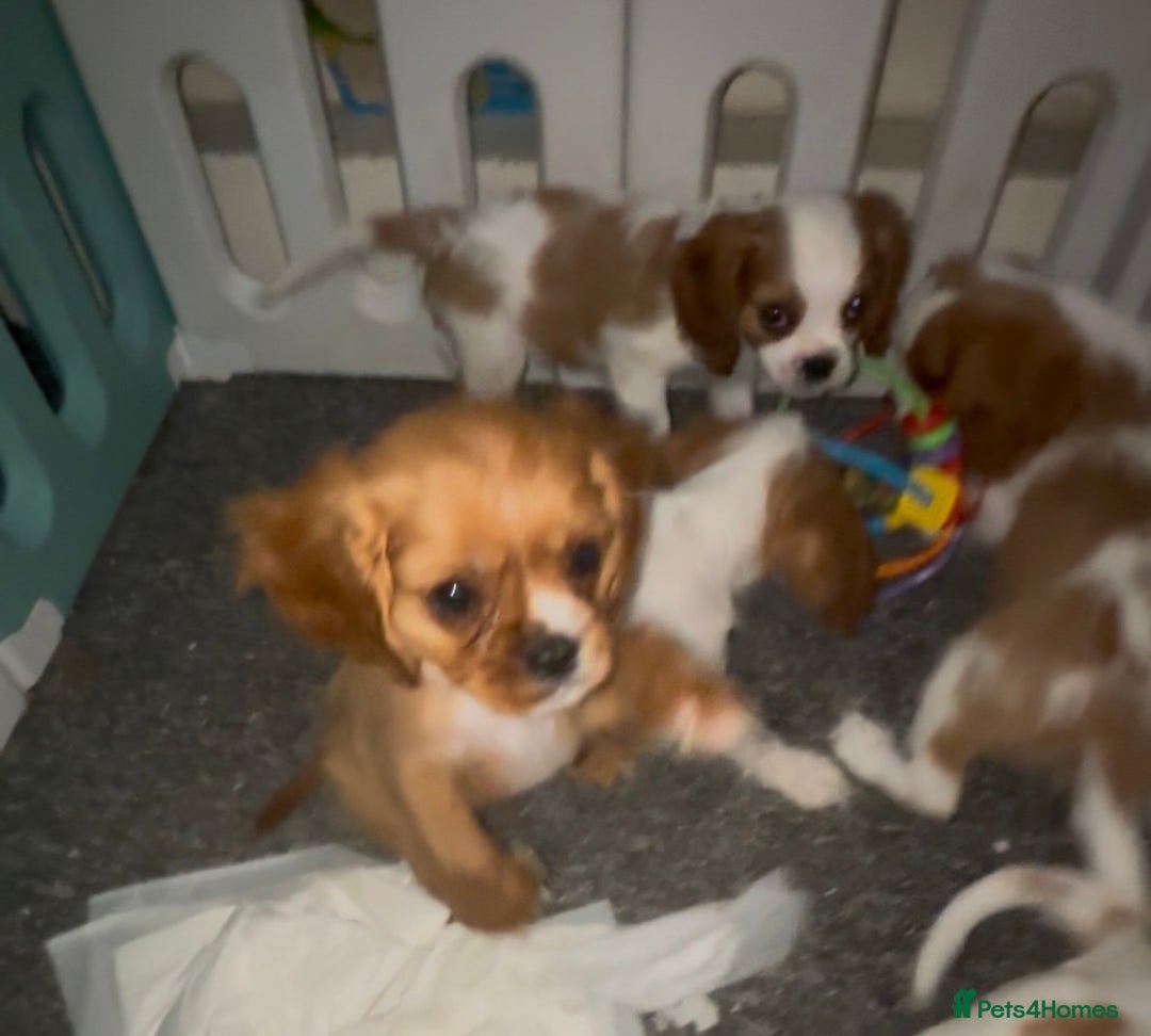 Cavalier King Charles Spaniel dogs for sale: King Charles cavalier  in Arundel - Image 25