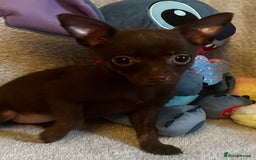 Mixed Breed dogs for sale: Chihuahua x  - Image 25